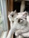 Ragdoll Cats for sale in Archie, MO 64725, USA. price: $1,250