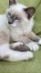 Ragdoll Cats for sale in Ballston Spa, NY 12020, USA. price: NA