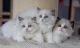 Ragdoll Cats for sale in New York, NY, USA. price: $500