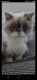 Ragdoll Cats for sale in Roseville, CA, USA. price: $200