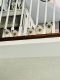 Ragdoll Cats for sale in Louisville, KY, USA. price: $1,000