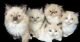 Ragdoll Cats for sale in Fallon, NV 89406, USA. price: NA