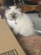 Ragdoll Cats for sale in Marysville, CA, USA. price: $500