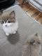 Ragdoll Cats for sale in 15th St, Fort Lee, NJ 07024, USA. price: $1,500