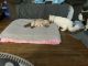 Ragdoll Cats for sale in Fort Edward, NY 12828, USA. price: $95,000