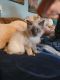Ragdoll Cats for sale in Montgomery City, MO 63361, USA. price: $300