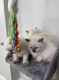 Ragdoll Cats for sale in Cleveland Heights, OH, USA. price: $650