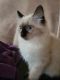 Ragdoll Cats for sale in Seattle, WA 98118, USA. price: $800