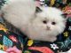 Ragdoll Cats for sale in Hastings, PA 16646, USA. price: $1,500