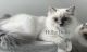 Ragdoll Cats for sale in Millersport, OH 43046, USA. price: $2,000