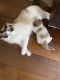 Ragdoll Cats for sale in San Marcos, CA, USA. price: $1,200