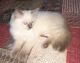 Ragdoll Cats for sale in Wayne, NJ 07470, USA. price: $650