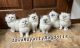 Ragdoll Cats for sale in Rockwell, IA 50469, USA. price: $1,850