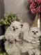 Ragdoll Cats for sale in Chicago, IL, USA. price: $1,250