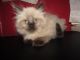 Ragdoll Cats for sale in Beckley, WV 25801, USA. price: $350