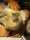 Ragdoll Cats for sale in Fulton, MO 65251, USA. price: $500