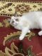 Ragdoll Cats for sale in Jericho, NY, USA. price: $1,000