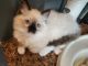 Ragdoll Cats for sale in Williamsport, PA 17701, USA. price: $675