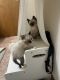 Ragdoll Cats for sale in Tualatin, OR, USA. price: $150