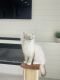 Ragdoll Cats for sale in North Port, FL, USA. price: $500