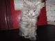 Ragdoll Cats for sale in Beckley, WV 25801, USA. price: $350