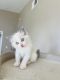 Ragdoll Cats for sale in Encinitas, CA, USA. price: $1,300