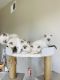 Ragdoll Cats for sale in Encinitas, CA, USA. price: $1,300