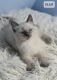 Ragdoll Cats for sale in Bucyrus, OH 44820, USA. price: $800