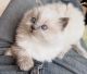 Ragdoll Cats for sale in Stoughton, MA 02072, USA. price: $600