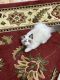Ragdoll Cats for sale in Jericho, NY, USA. price: $1,000