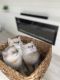 Ragdoll Cats for sale in North Port, FL, USA. price: $900