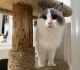 Ragdoll Cats for sale in Rancho San Diego, CA, USA. price: $1,000