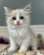 Ragdoll Cats for sale in Charlotte, NC, USA. price: $750