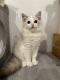 Ragdoll Cats for sale in Flushing, NY 11365, USA. price: $2,000