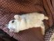 Ragdoll Cats for sale in Archie, MO 64725, USA. price: $1,000