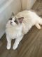 Ragdoll Cats for sale in Englewood, FL 34223, USA. price: $500