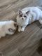 Ragdoll Cats for sale in Englewood, FL 34223, USA. price: $500