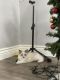 Ragdoll Cats for sale in San Diego, CA, USA. price: $1,500