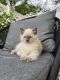 Ragdoll Cats for sale in Lowell, MA, USA. price: $1,100