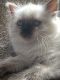 Ragdoll Cats for sale in Hyde Park, NY 12538, USA. price: $1,350