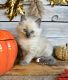 Ragdoll Cats for sale in St. Augustine, FL, USA. price: $140,000