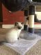Ragdoll Cats for sale in Mentor, OH 44060, USA. price: $850