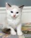 Ragdoll Cats for sale in Northern Virginia, VA, USA. price: $650