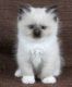 Ragdoll Cats for sale in New York, NY 10118, USA. price: $300