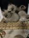 Ragdoll Cats for sale in San Francisco Bay Area, CA, USA. price: $1,500