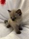 Ragdoll Cats for sale in Williamsville, NY 14221, USA. price: $850
