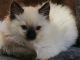 Ragdoll Cats for sale in Williamsport, PA 17701, USA. price: $925