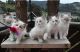 Ragdoll Cats for sale in Louisville, KY 40259, USA. price: $500