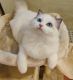 Ragdoll Cats for sale in Buena Park, CA, USA. price: $1,900