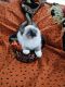 Ragdoll Cats for sale in Lincoln, NE 68524, USA. price: $1,300
